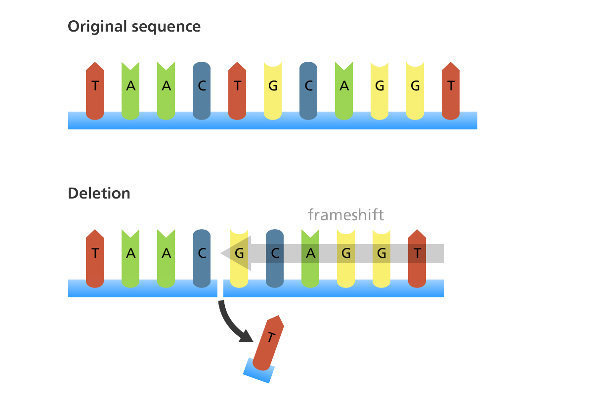 genetic deletion experiment