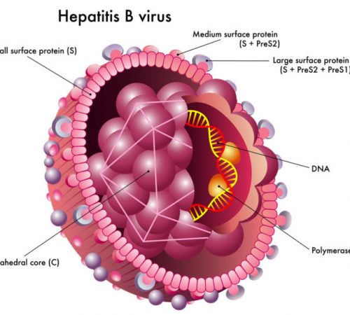 Hepatitis-B-virus-microscopic