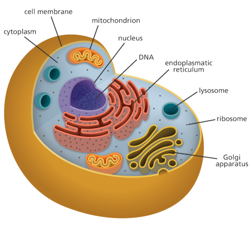 cell_diagram_yourgenome